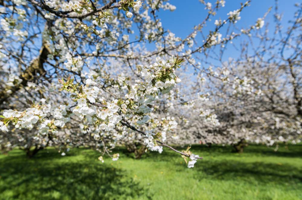 Kirschblüten