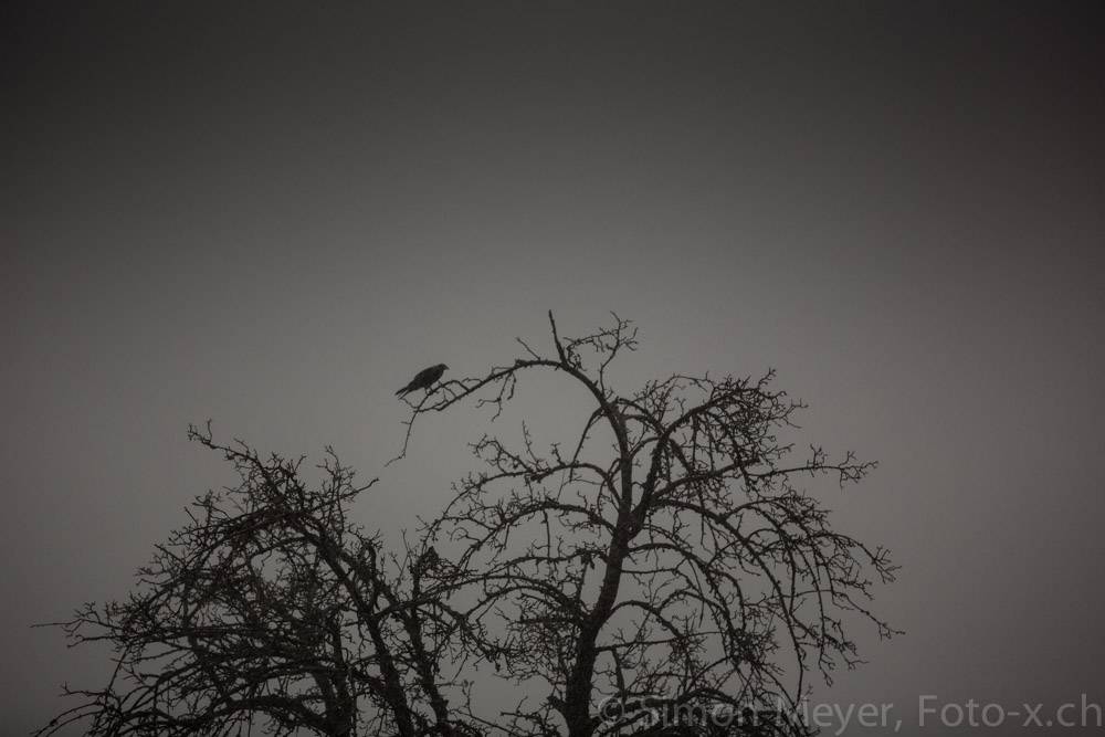 Bussard