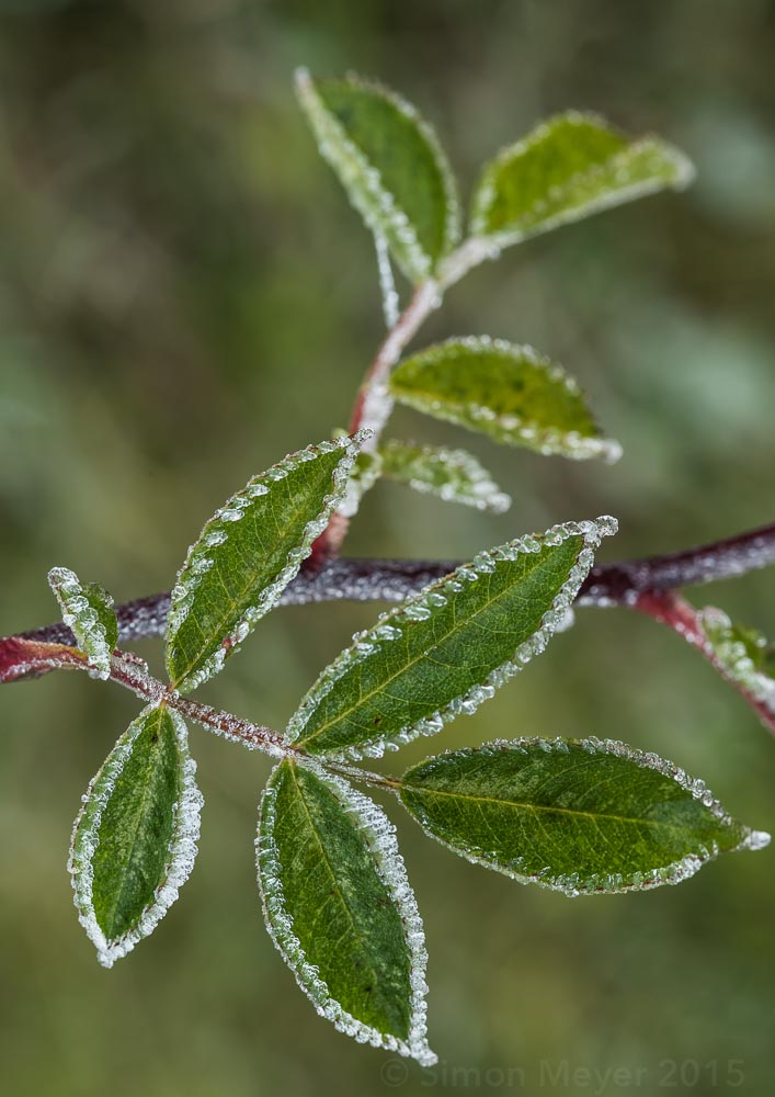 frozen leaf