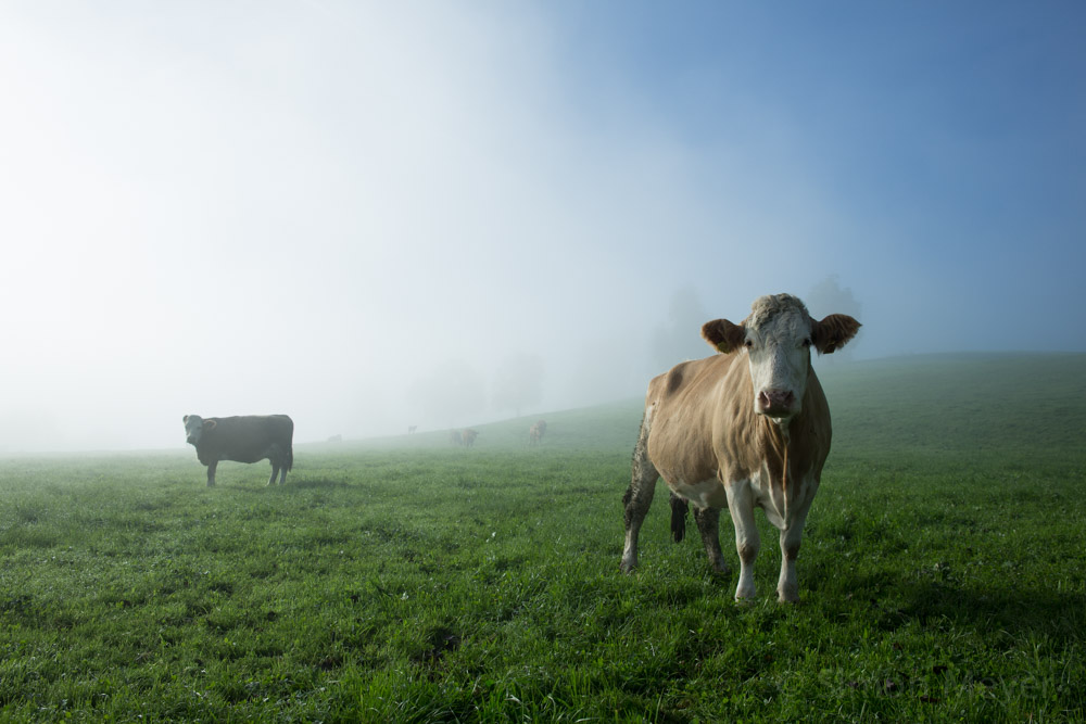 Kuhherde im Nebel