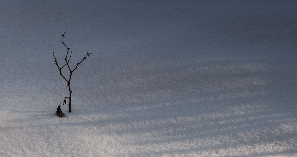 Chilli im Schnee