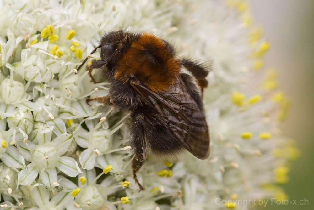 Bombus Hypnorum