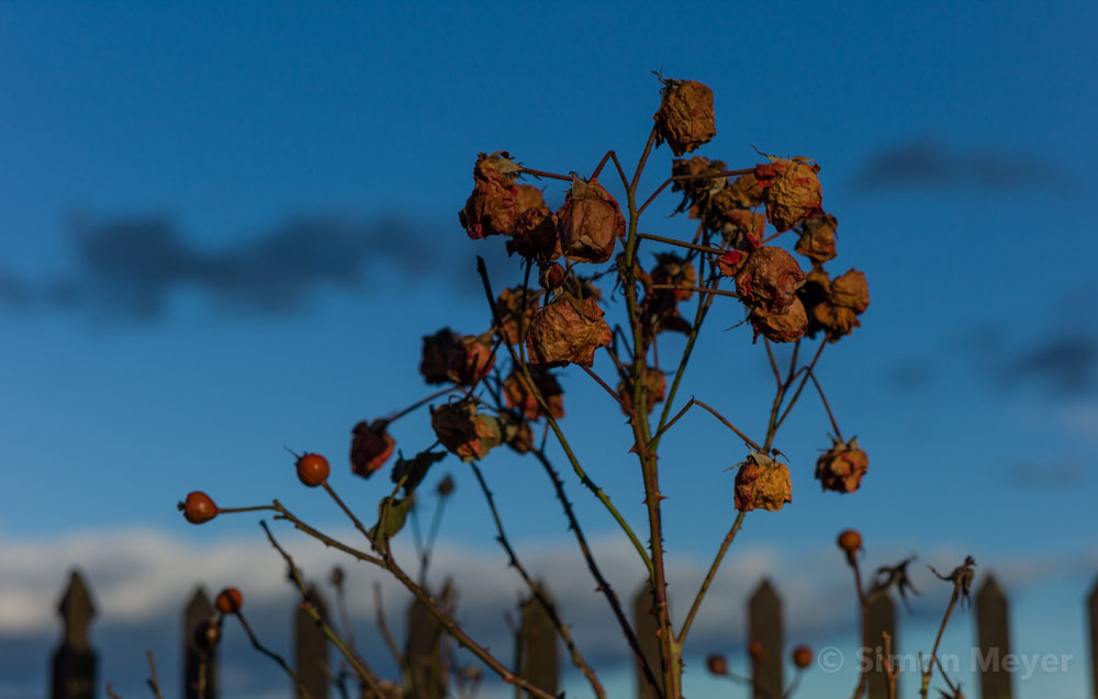 Welke Rosen im Winter