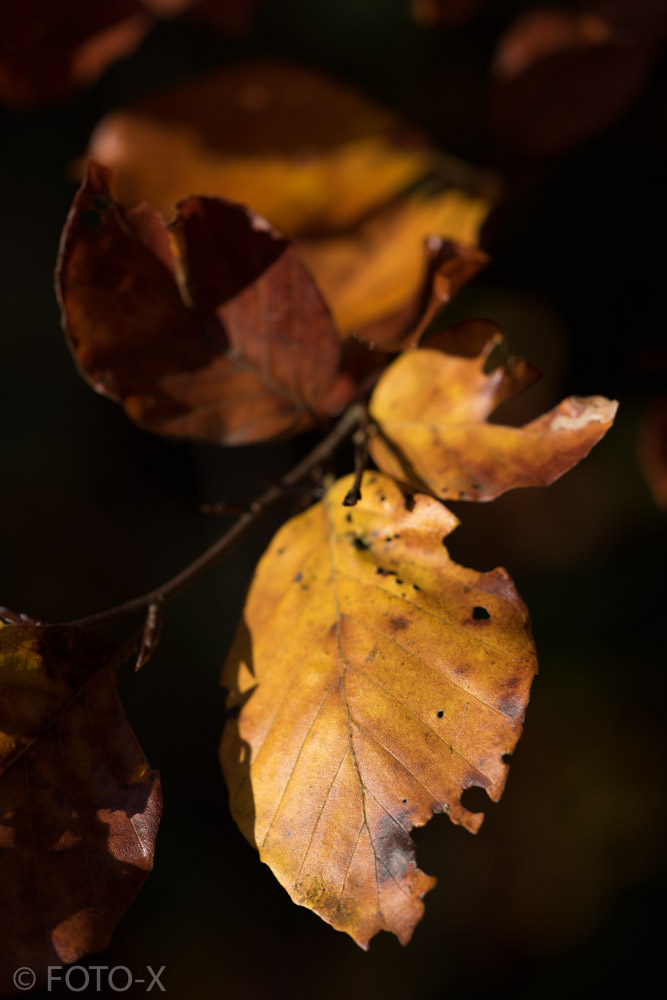 Herbstblätter