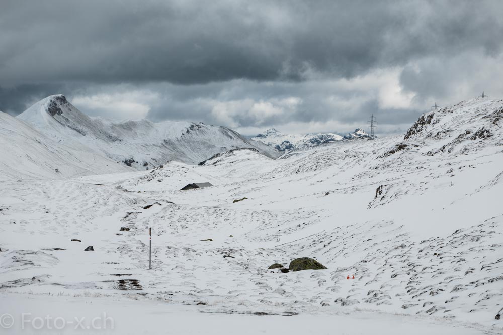 Albula