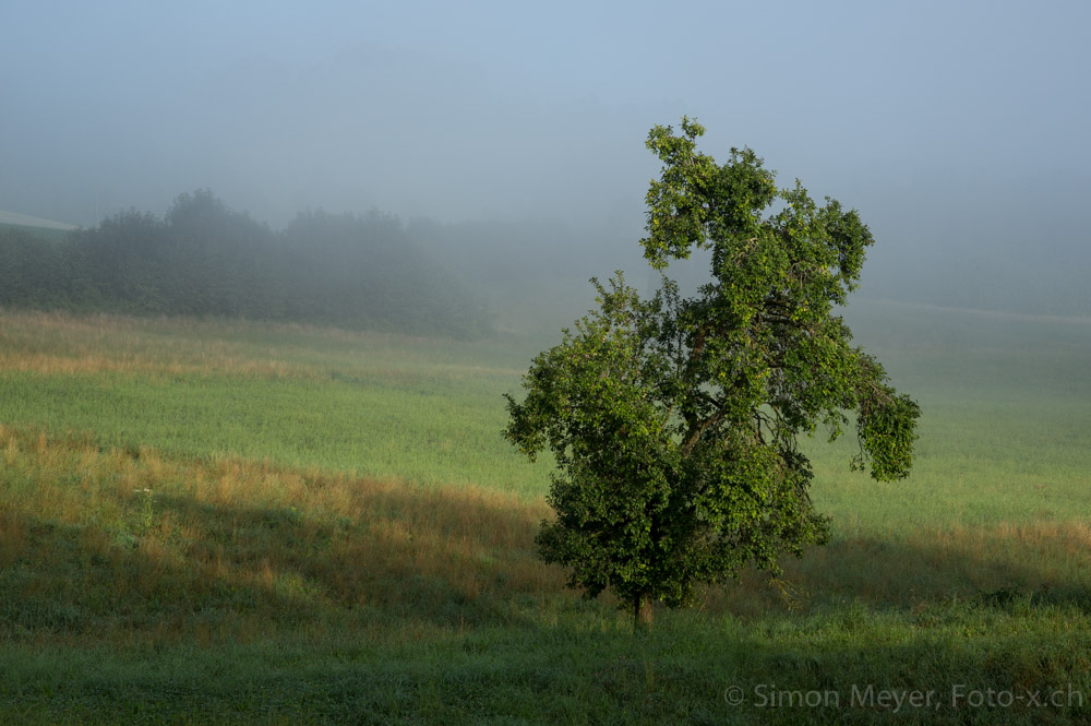 Zwetschgenbaum