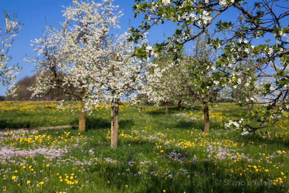 Frühling