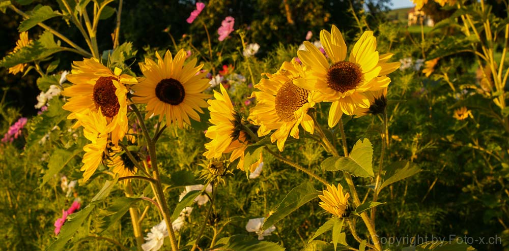 Sonnenblumen