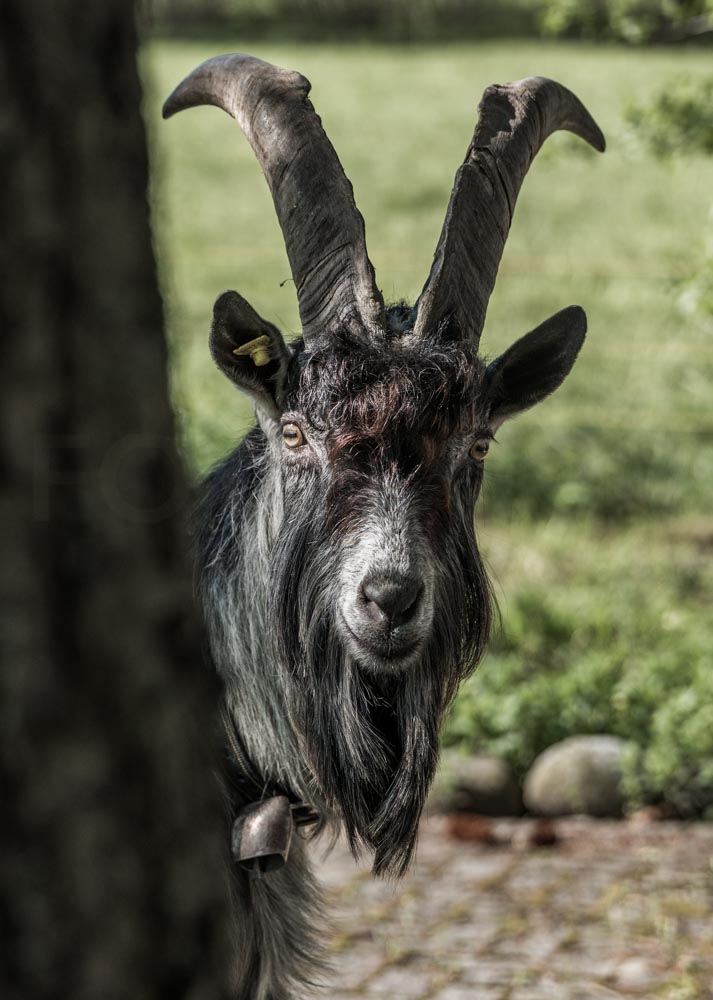 Geissbock