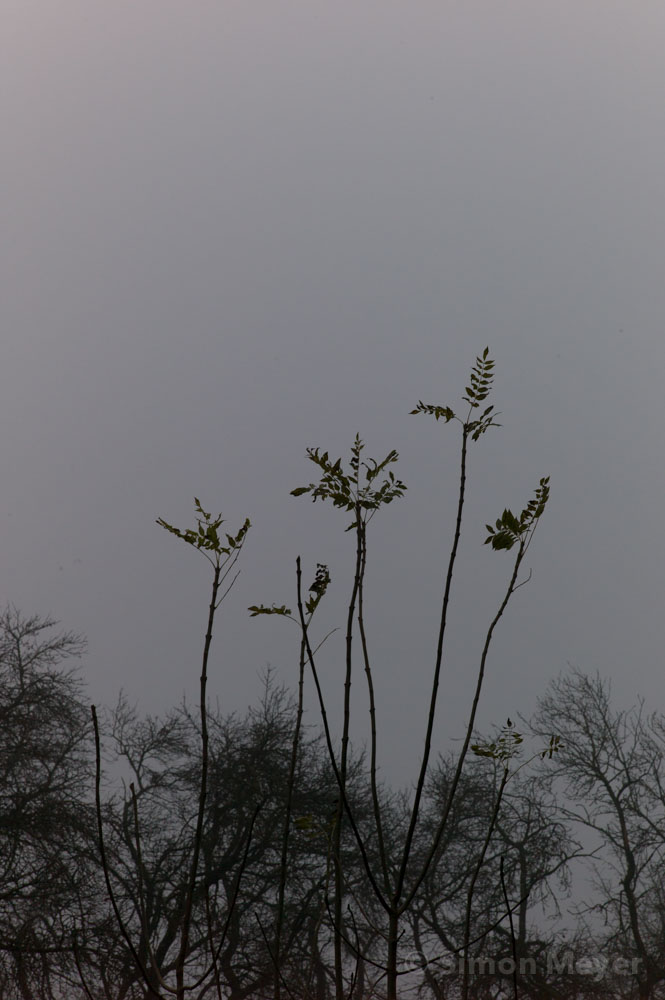 Nebel im Seetal