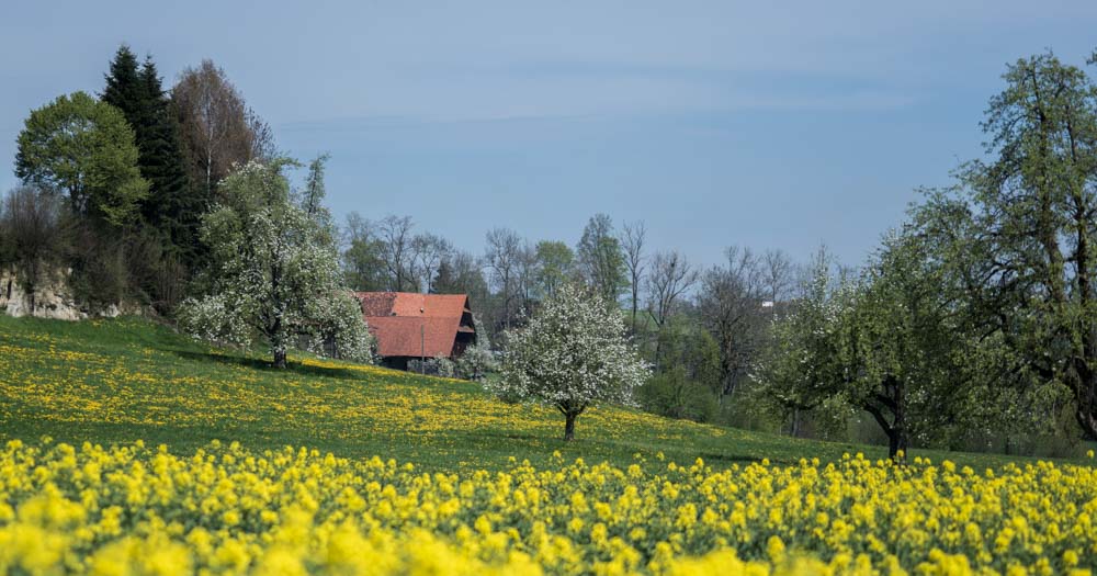 Seetal im Frühling