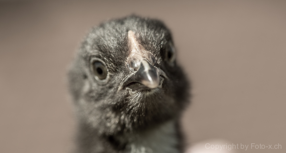 Ein Marans-Küken