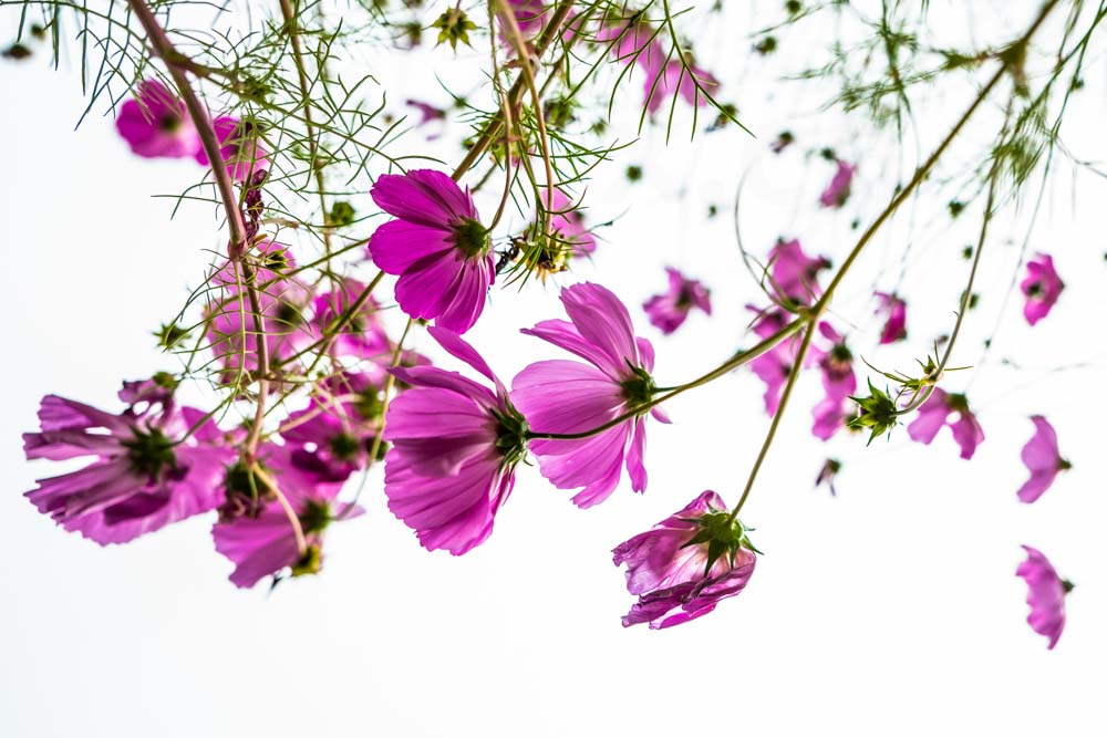 cosmea