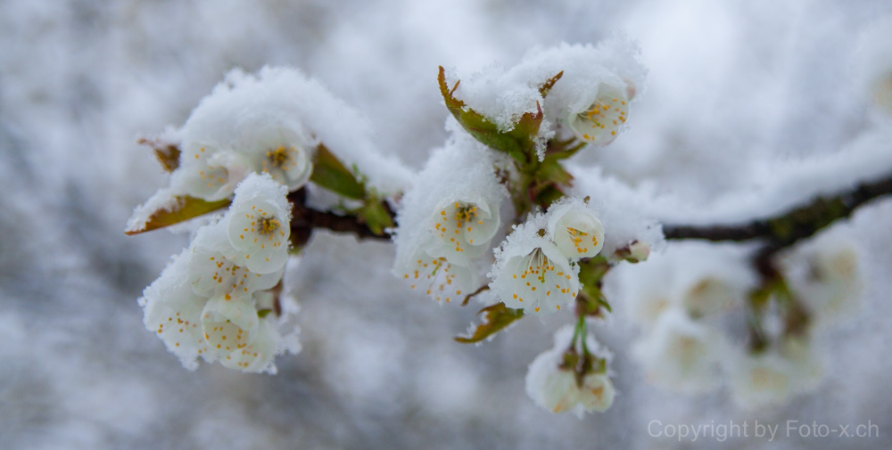 Eingeschneite Kirschblüte