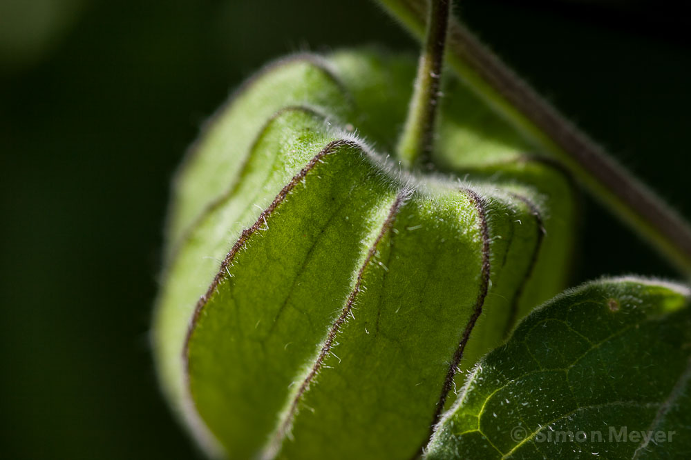 Physalis