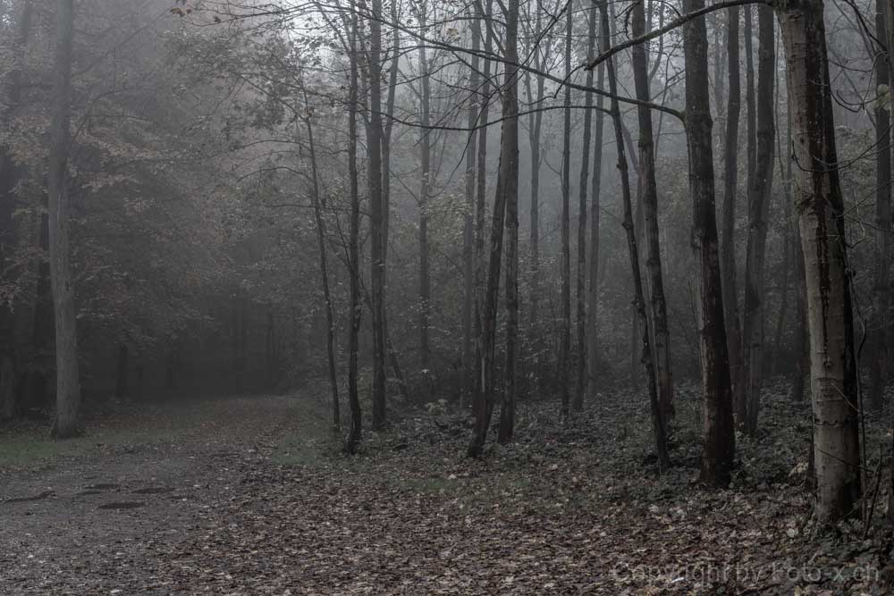 Wald in Zürich