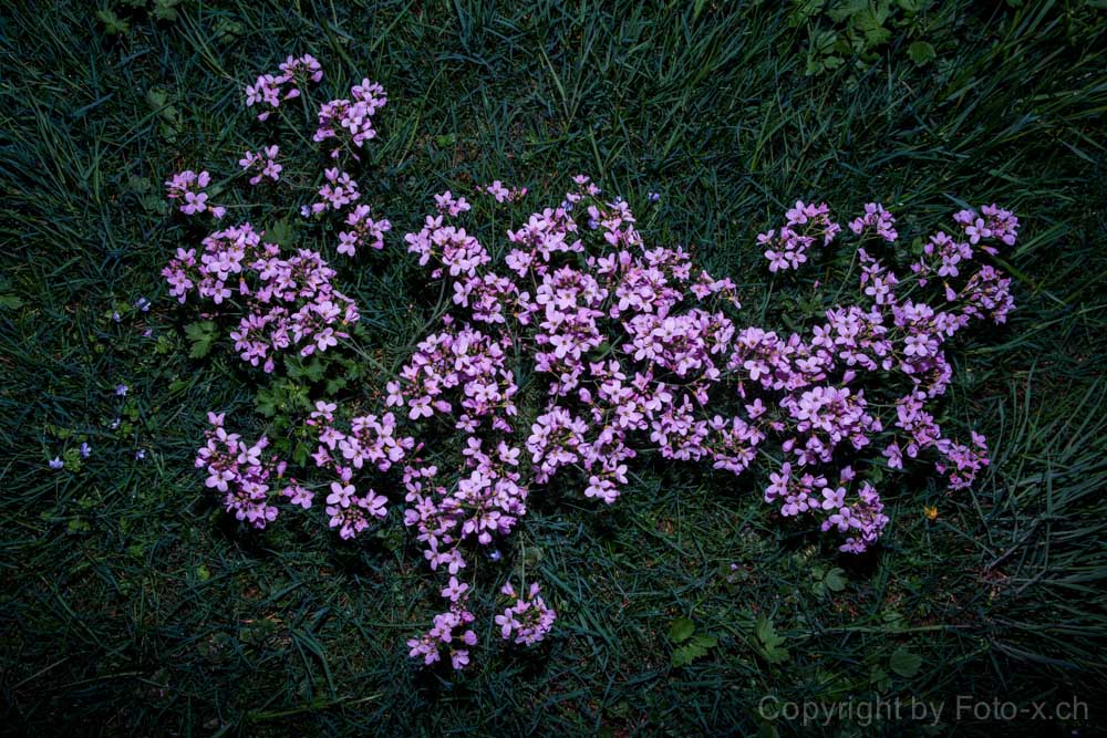 geblitzdingste Blumen