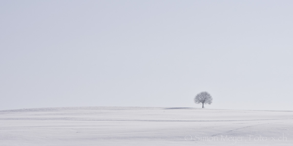 Einsamer Baum