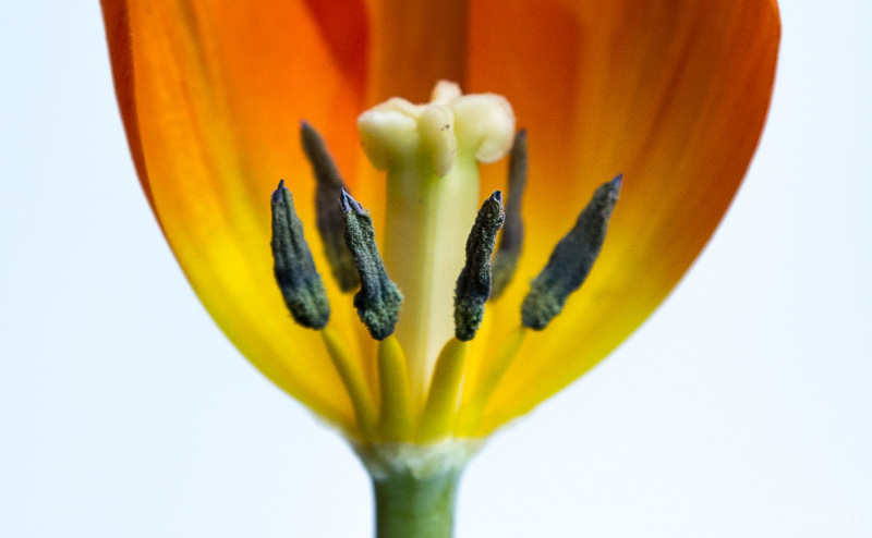 Tulpe