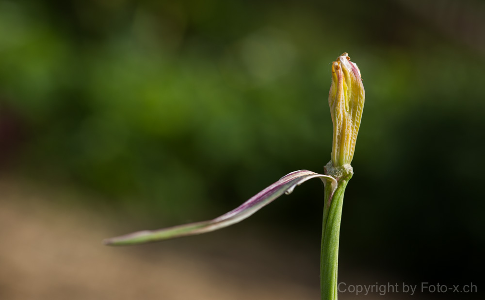 tulipani morti