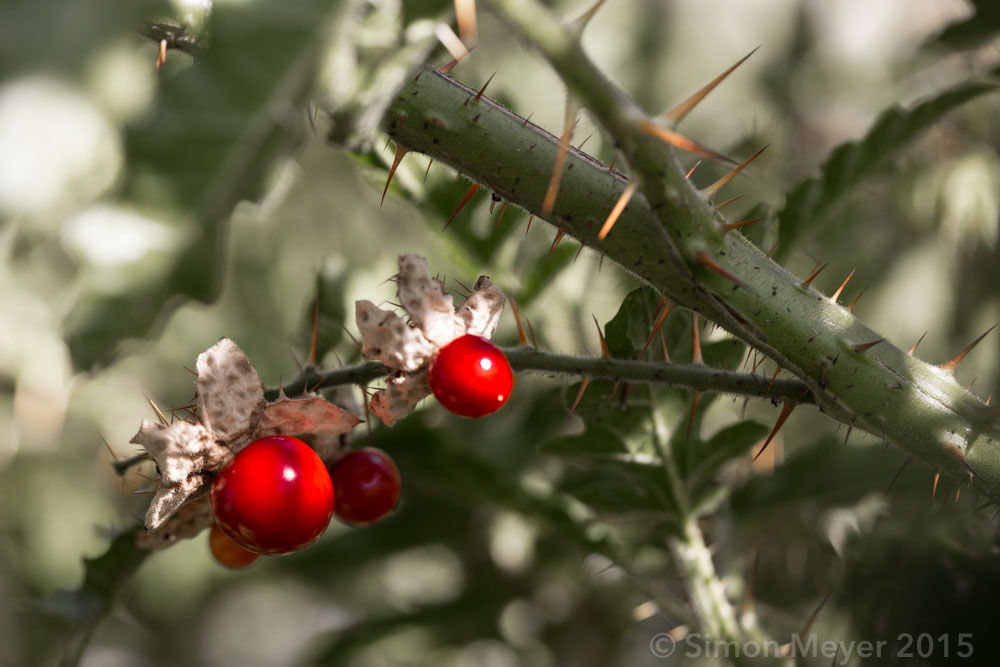 Beeren