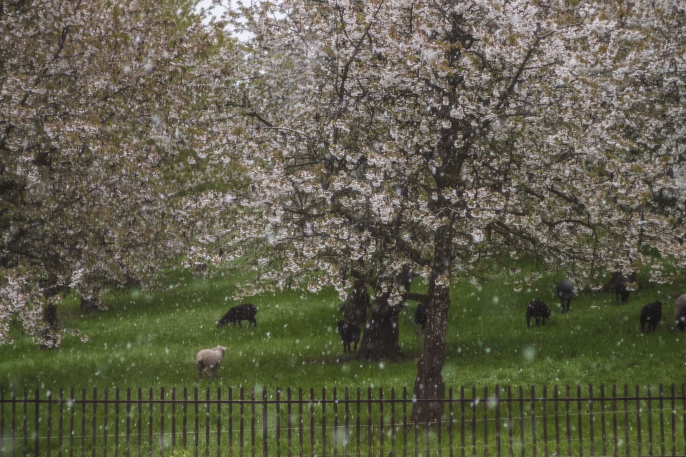 Kirschblüten im Schnee