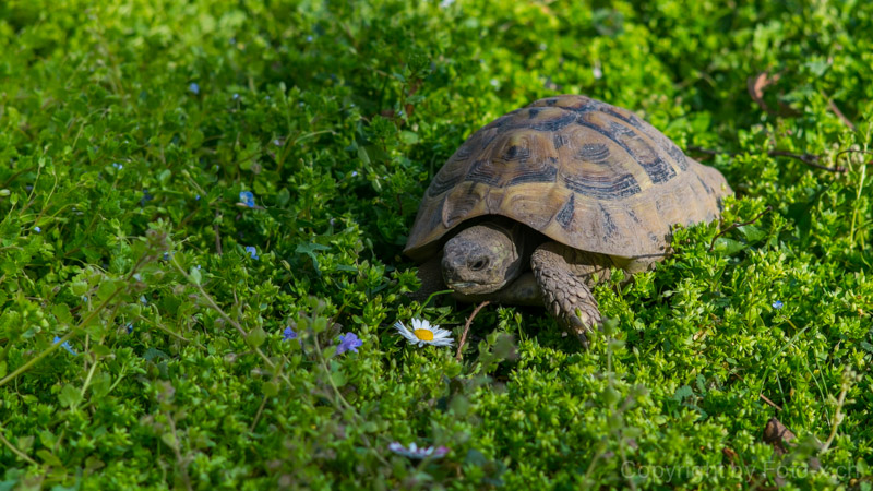 Schildkröte