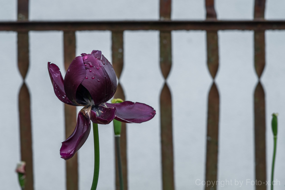 tulipani morti