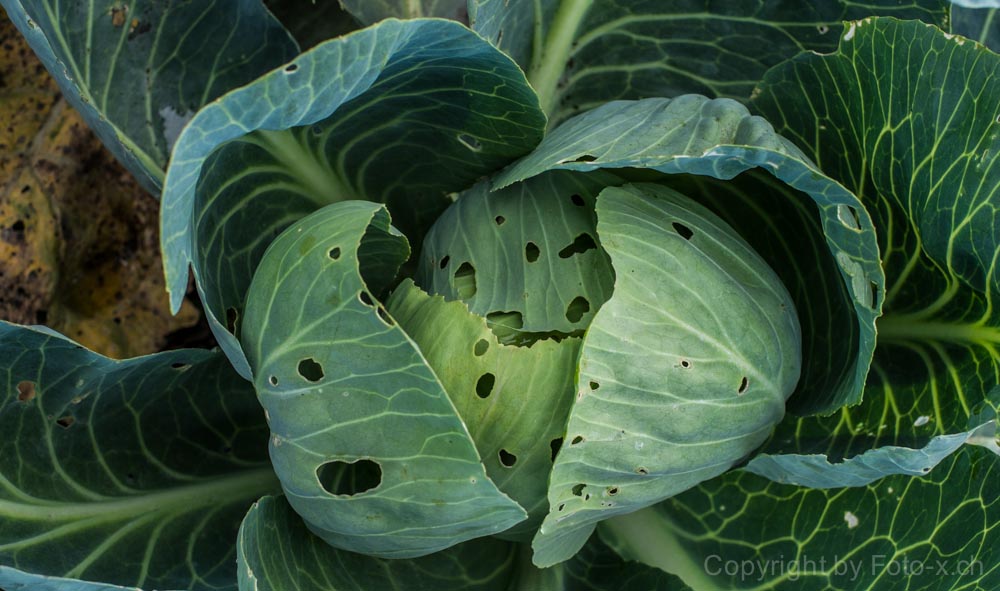 brassicae foramenis - Gemeiner Lochkohl