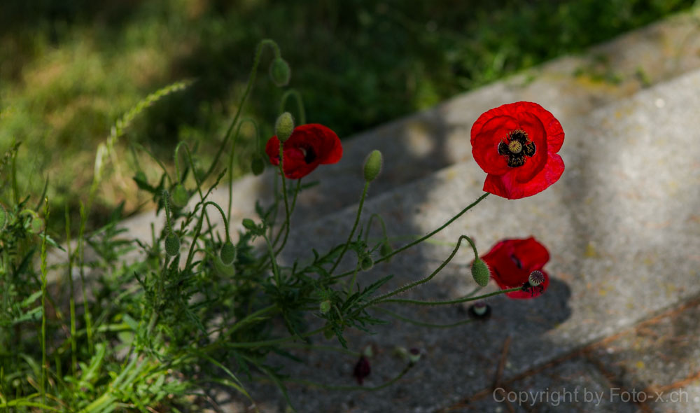 Mohn