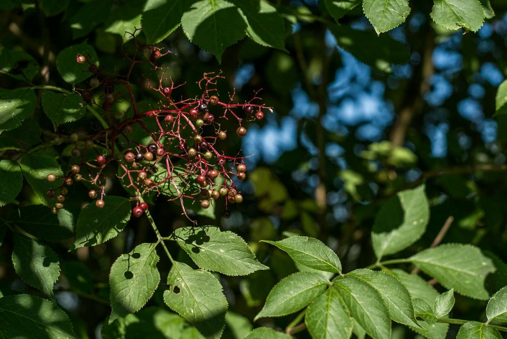 Sambucus nigra