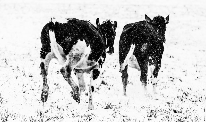 Kälber im Schnee