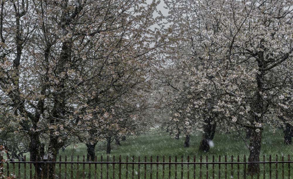 Kirschblüten im Schnee