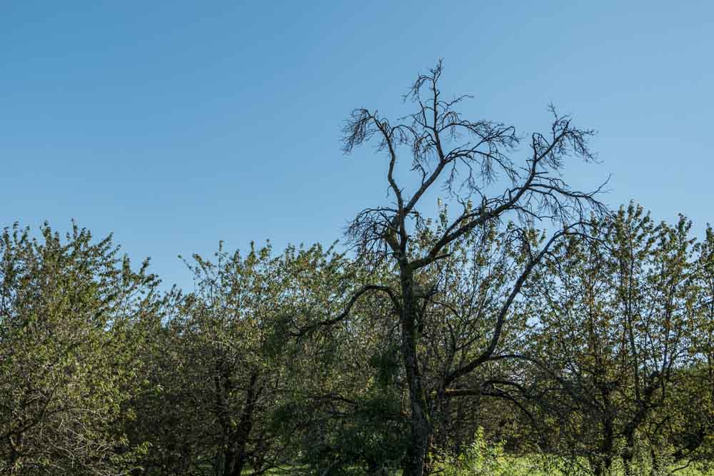 Zwetschgenbaum