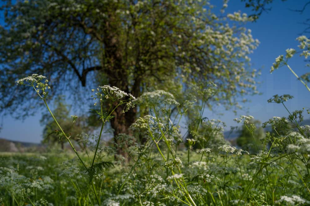 Frühlingsmorgen im Seetal