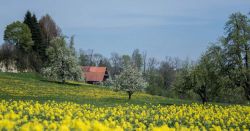 Seetal im Frühling