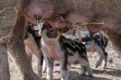 Mangalica