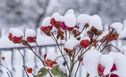 Rosen im Schnee