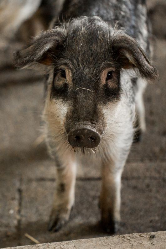 Mangalica