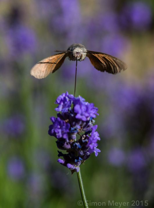 Macroglossum