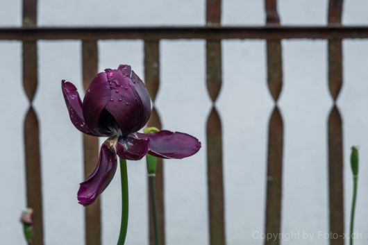 tulipani morti
