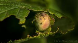 Signorina Nocciola