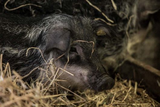 Mangalica