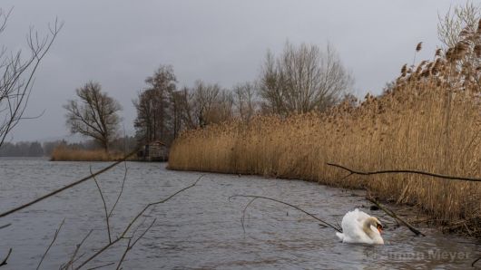 Schwan am Baldeggersee