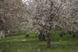 Kirschblüten im Schnee