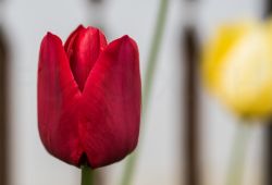 Tulpe