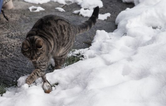 Katze tötet Vogel