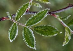 Rosenblätter