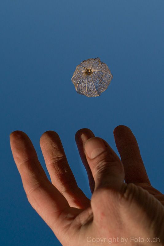 Planet Physalis