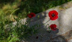 Mohn